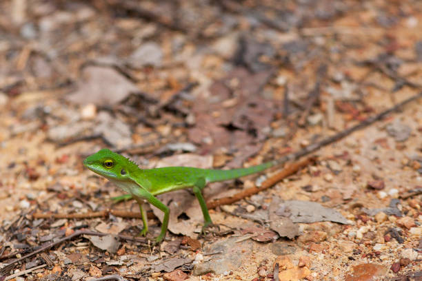 istock A Green Crested Lizard on leaf litter in Malaysian rainforest 1175917030