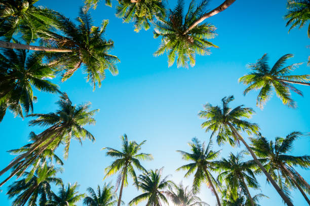 istock A forest of palm trees 1175917999