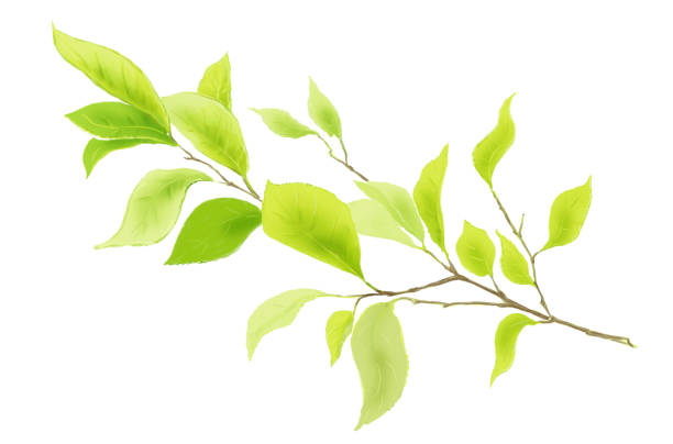 istock Tree branch with green leaves on a white backgrund. Digital  illustration 1175918038