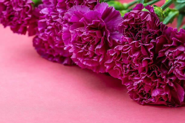 istock lilac carnations lying on a similar 1175918744