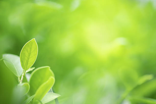 istock Closeup beautiful view of nature green leaf on greenery blurred background with sunlight and copy space. It is use for natural ecology summer background and fresh wallpaper concept. 1175919829