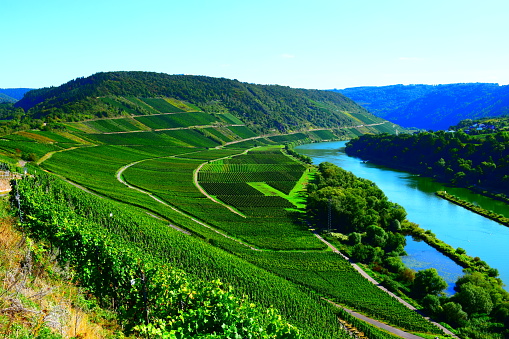 steep Mosel valley vineyards