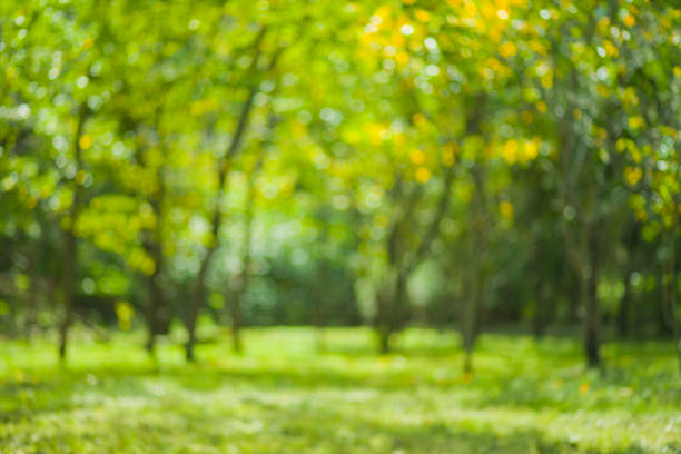 istock green nature blur bokeh background 1175921012