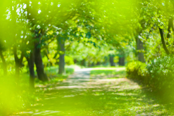 istock green nature blur bokeh background 1175921016