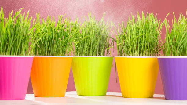 カラフルなポットで春の背景緑の草 - ground green wheatgrass isolated ストックフォトと画像