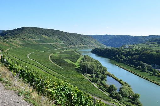 steep Mosel valley vineyards