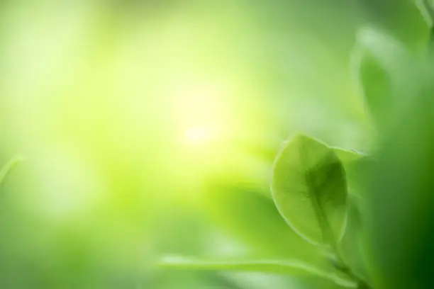 Photo of Closeup beautiful view of nature green leaves on blurred greenery tree background with sunlight in public garden park. It is landscape ecology and copy space for wallpaper and backdrop.