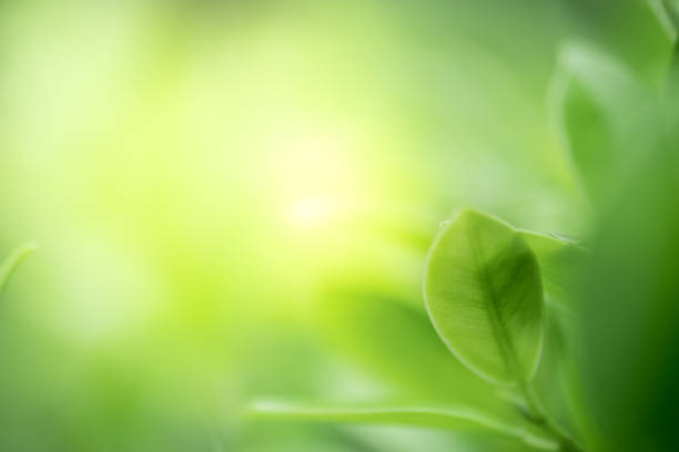 closeup beautiful view of nature green leaves on blurred greenery tree background with sunlight in public garden park. it is landscape ecology and copy space for wallpaper and backdrop. - green nature textured leaf imagens e fotografias de stock