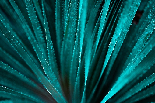Beautiful selective focuse biscay turquoise green aloe close up background.