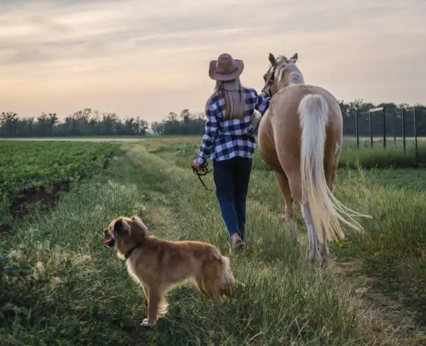 Photo of young blonde girl in a hat and a plaid shirt walks with a horse and dog on a farm in the village