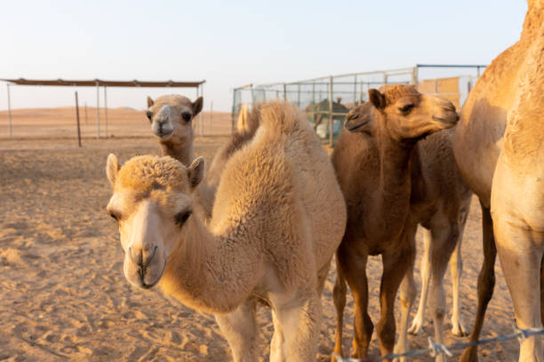 istock Camel farm in Arabia 1175925158