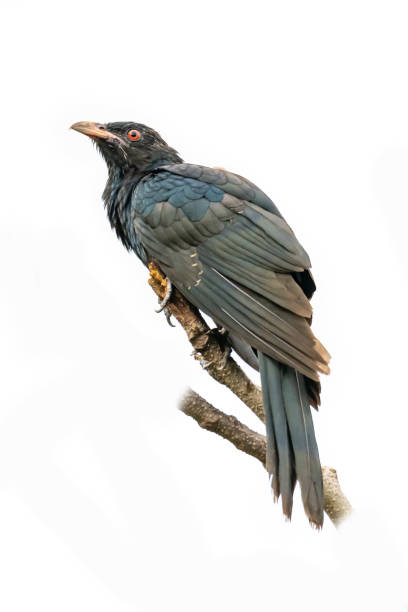 istock Male Asian Koel perching on a perch isolated on white background 1175925208