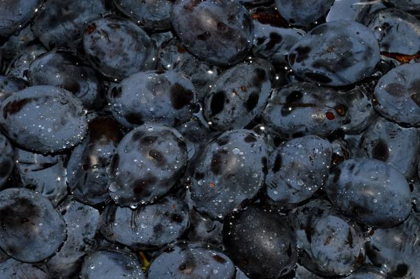 istock blue ripe homemade plums in water 1175925795