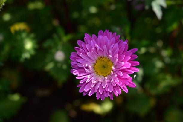 istock Aster flowers are multicolored on a green background. 1175926602