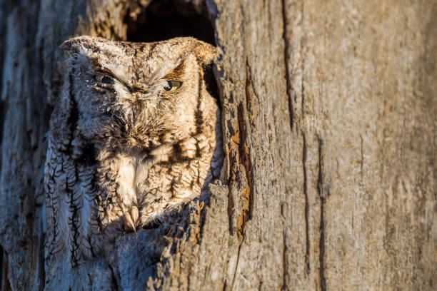istock Eastern Screech-Owl - Megascops asio, perched at it's tree hole home in the morning sun 1175926994