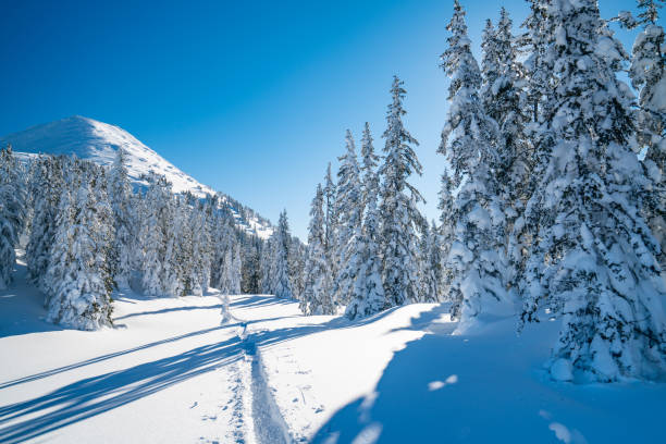 istock deserted peaceful winter mountain landscape with snow covered coniferous trees 1175927249
