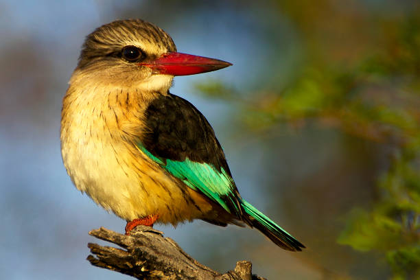 istock Brown Hooded Kingfisher 1175928239