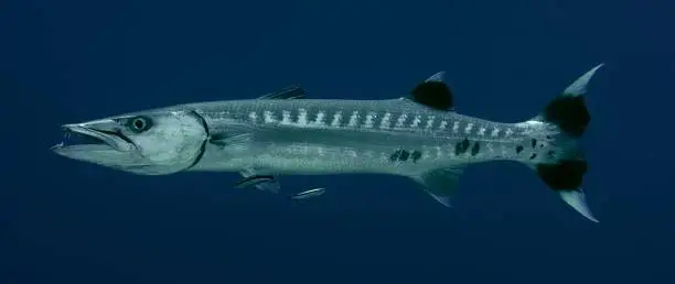 A Great Barracuda, Sphyraena barracuda, at cleaning station, Blue Streak or Blue-streak Cleaner Wrasse, Labroides dimidiatus  cleaning the mouth and body of the Barracuda, Maldives, Indian Ocean, slow motion