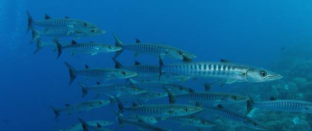 istock Large School of Chevron Barracuda or Sawtooth Barracuda 1175930343