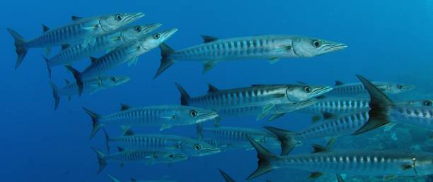 istock Large School of Chevron Barracuda or Sawtooth Barracuda 1175930344