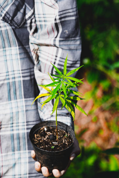 boer die een cannabis plant vasthoudt, boeren planten marihuana zaailing - foto’s van aarde stockfoto's en -beelden
