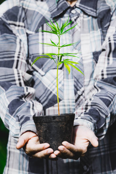 boer die een cannabis plant vasthoudt, boeren planten marihuana zaailing - foto’s van aarde stockfoto's en -beelden