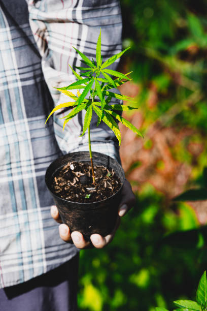 boer die een cannabis plant vasthoudt, boeren planten marihuana zaailing - foto’s van aarde stockfoto's en -beelden