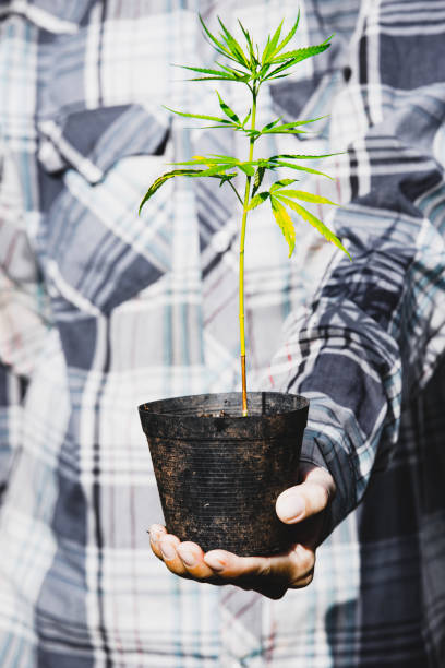 boer die een cannabis plant vasthoudt, boeren planten marihuana zaailing - foto’s van aarde stockfoto's en -beelden