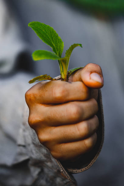 istock Hands holding green plant. 1175931042