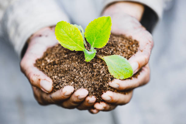 istock Hands holding green plant. 1175931120