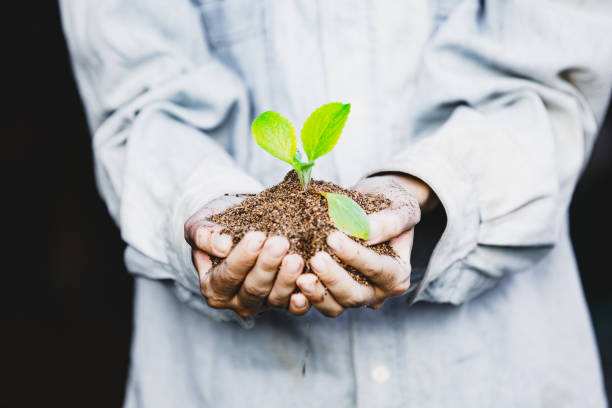 istock Hands holding green plant. 1175931147