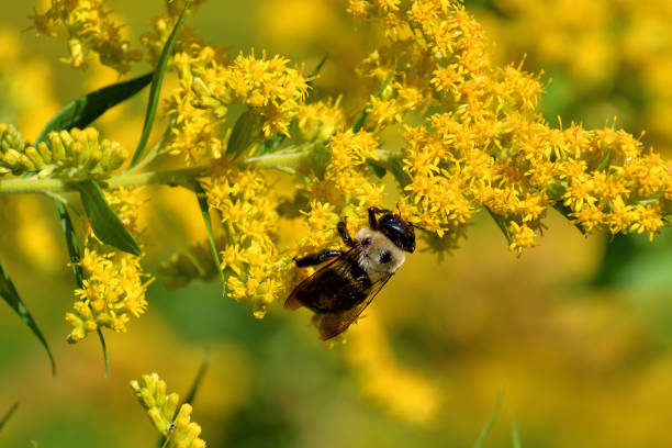 istock Carpenter bee on goldenrod 1175931577