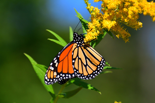 Medium close-up of monarch butterfly feeding on goldenrod in September