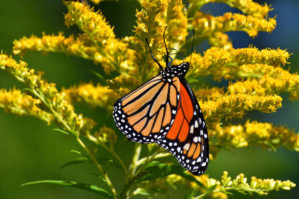 istock Monarch upside down on goldenrod 1175931593