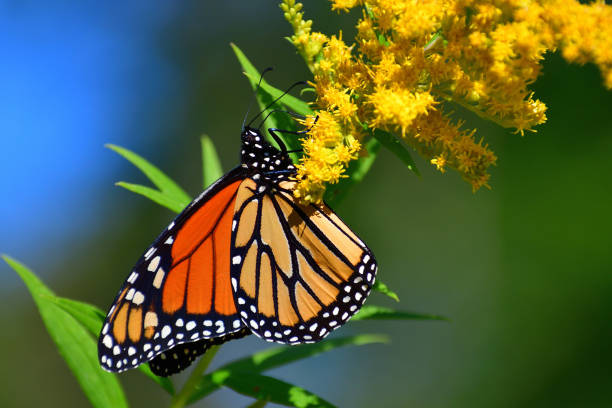 istock Monarch on goldenrod extreme close-up 1175931620
