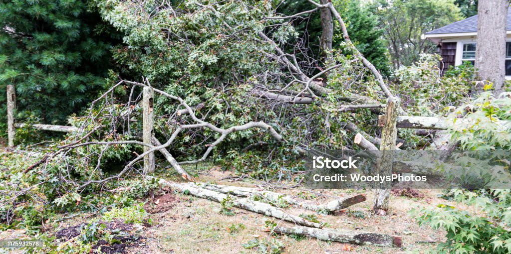 Trees toppled over after storm The front yard of a home after a tree falls sand destroys their fence. Repairing Stock Photo
