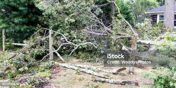 Trees Toppled Over After Storm Stock Photo - Download Image Now - Yard - Grounds, Storm, Branch - Plant Part