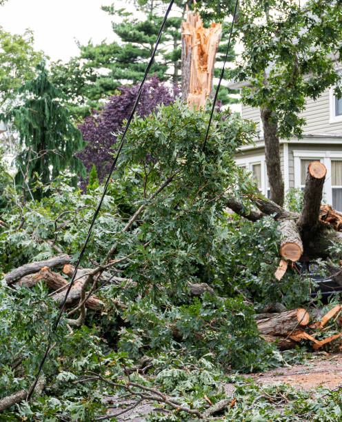 istock Tree snaps in two and brings down electrical wires during storm 1175932590