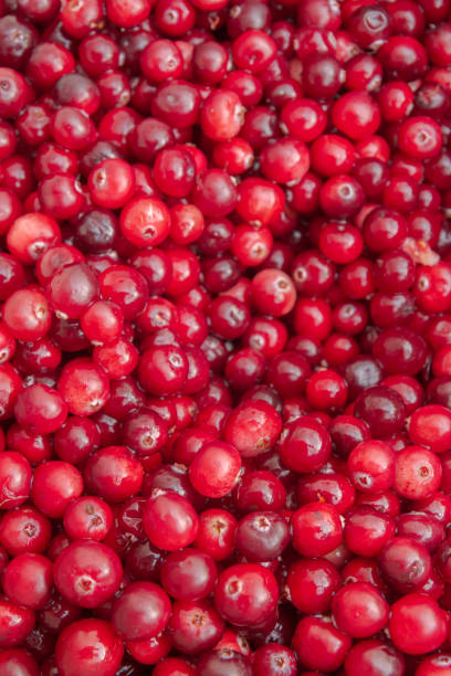 istock Ripe Red cranberries collected in the forest lies in the container 1175934521
