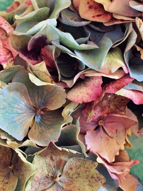 istock Flower arrangement with hydrangea petals 1175934622