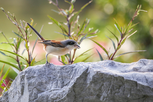 Burmese Shrike is standing on the big rock on a sunny day in a park in Thailand.