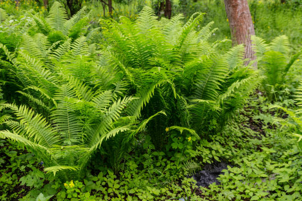 istock Green fern in a forest 1175936229