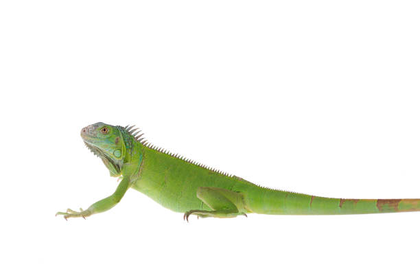 istock Green Iguana on isolated white background 1175936947