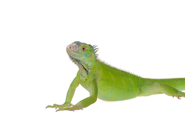 istock Green Iguana on isolated white background 1175936949