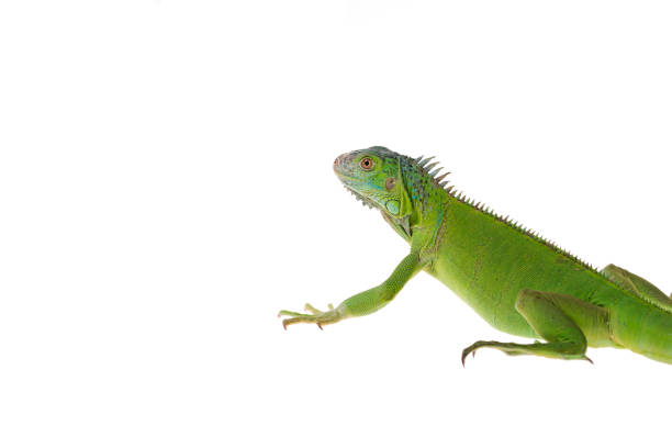 istock Green Iguana on isolated white background 1175936951