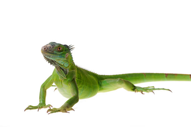 istock Green Iguana on isolated white background 1175936958