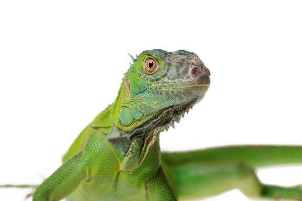 istock Green Iguana on isolated white background 1175936964