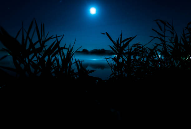 Pre dawn sky with stars and bright area to the east, Viewed down centered dock with silhouetted forest reflected in calm lake water. Photo taken at Blackwater River state forest in northwest Florida. Nikon D750 with Venus Laowa 15mm macro lens