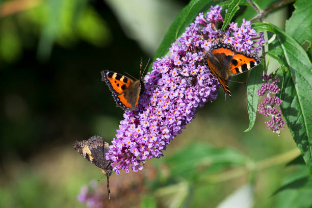 Butterflies Butterflies on Buddleia vanessa atalanta stock pictures, royalty-free photos & images