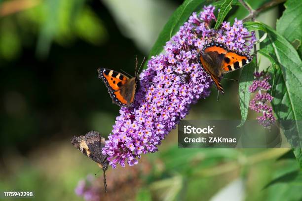 Butterflies Stock Photo - Download Image Now - Buddleia, Butterfly - Insect, Yard - Grounds